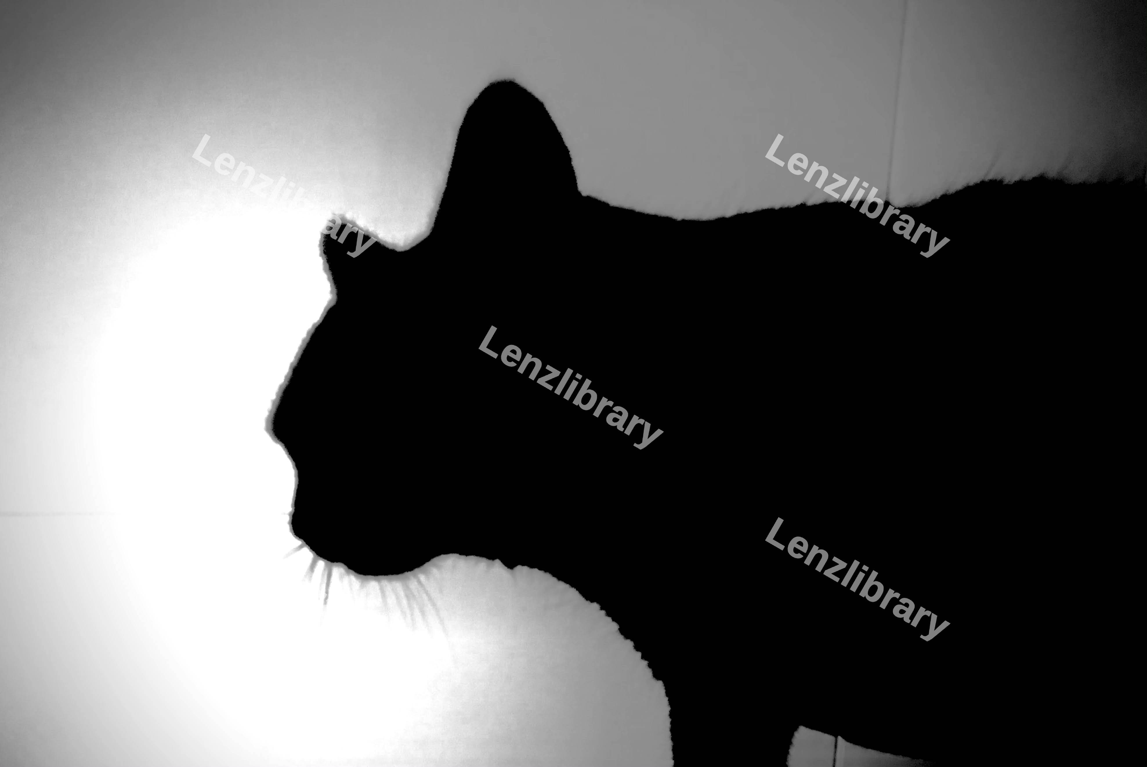 Silhouette Of Cat